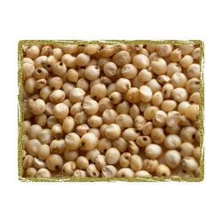 Manufacturers,Suppliers of Sorghum Seeds